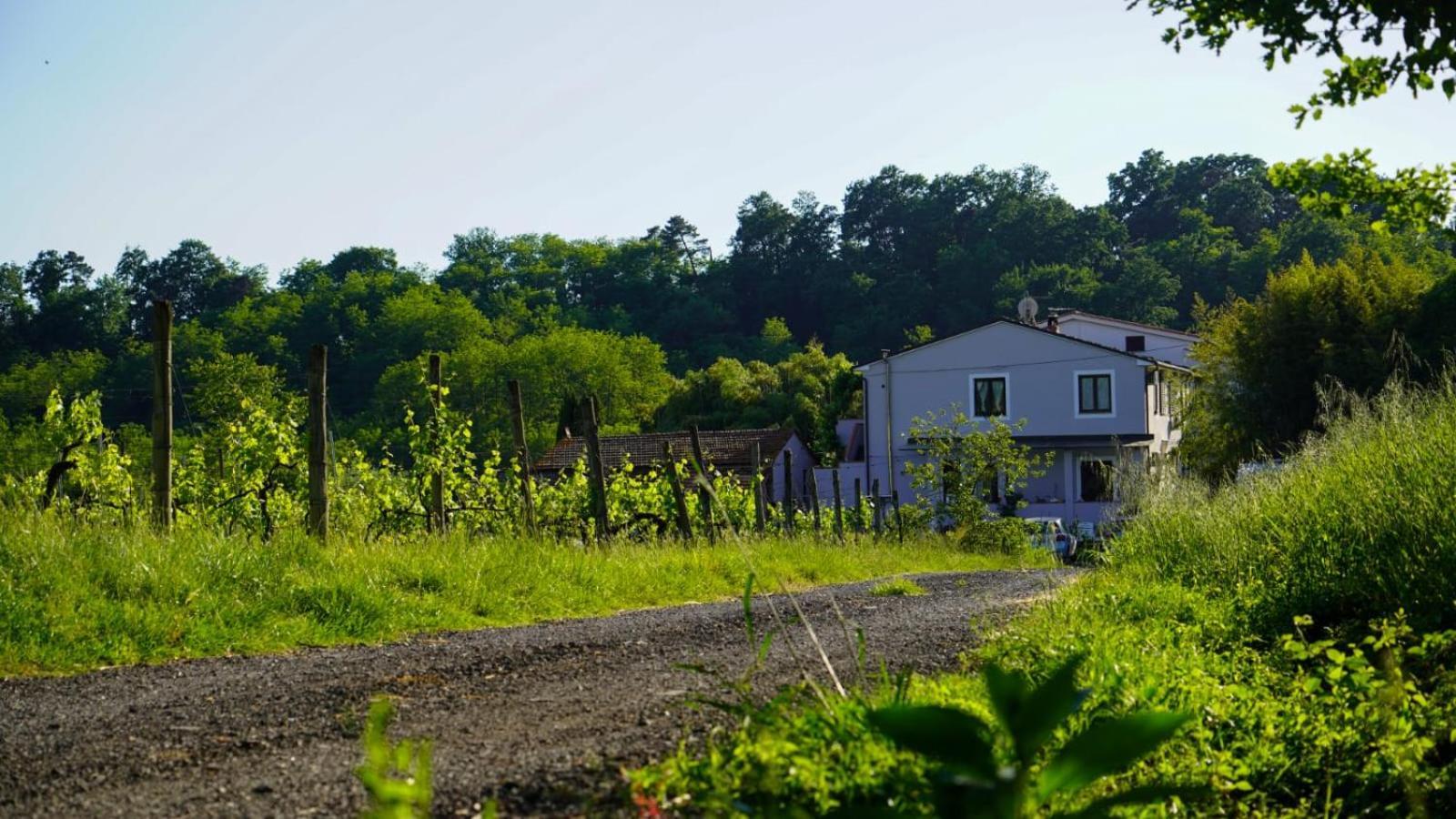 Wine House Acomodação com café da manhã Capannori Exterior foto